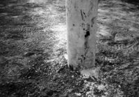 Am Waldessaum