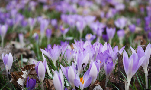 Frühling Berlin Krokusse 2011