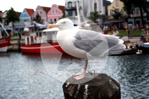 Möwe Pfahlsitzer Warnemuende 2012