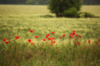 Mohnblumen Feldrand Mecklenburg 2012