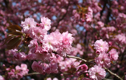 Baumblüten im Tierpark Berlin, 2010