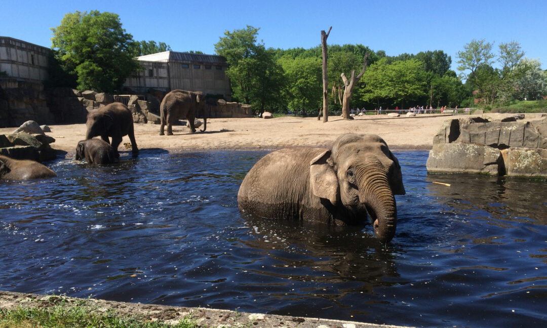 Elefanten im Tierpark Berlin