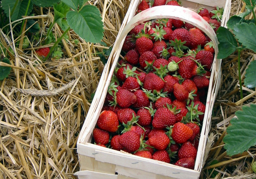 Frische Erdbeeren im Korb, 2003