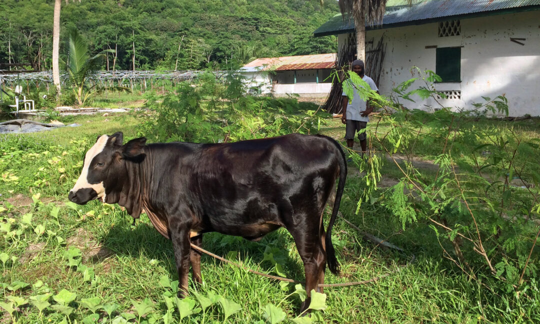 Der Farmer von Praslin, Seychellen