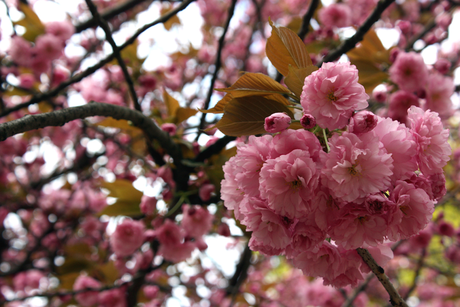 Kirschblüten Berlin Kreuzberg 2011