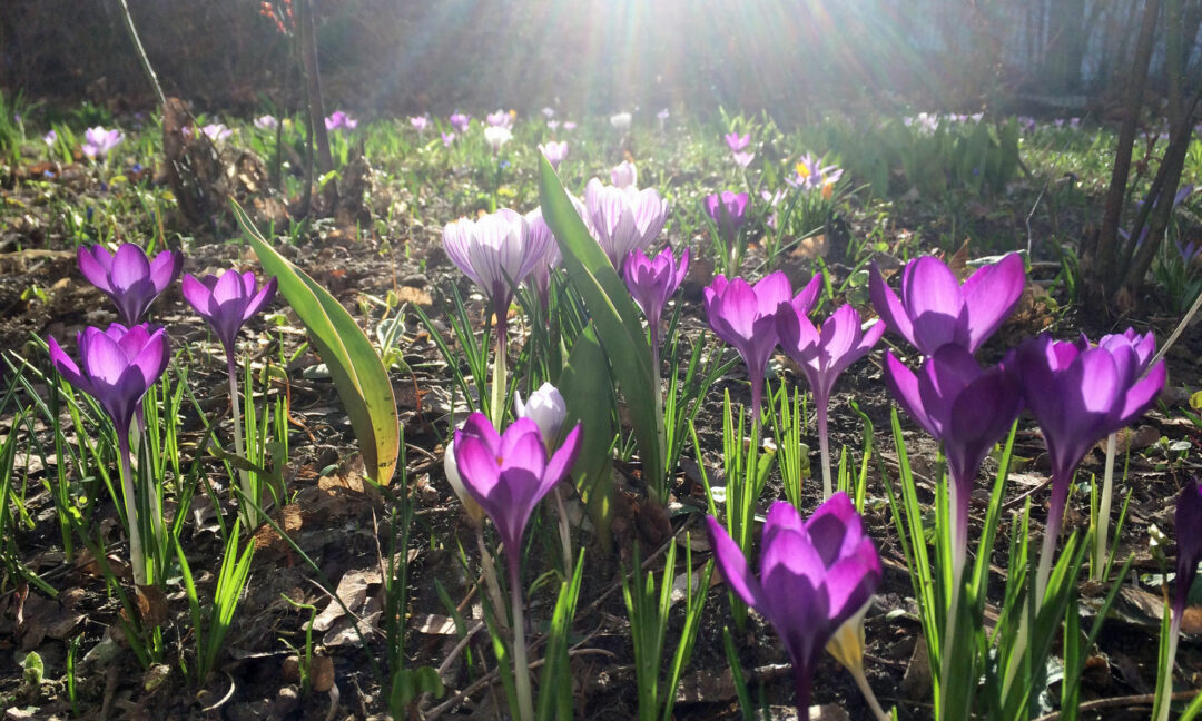 Krokusse in Berlin