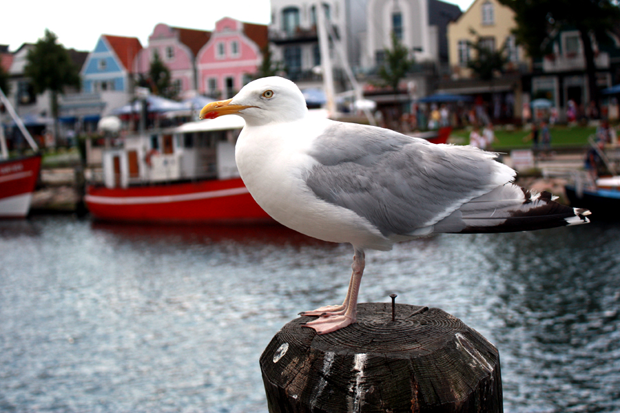 Möwe Pfahlsitzer Warnemuende 2012