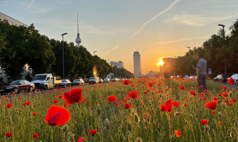 Mohnblumen im Sonnenuntergang Berlin