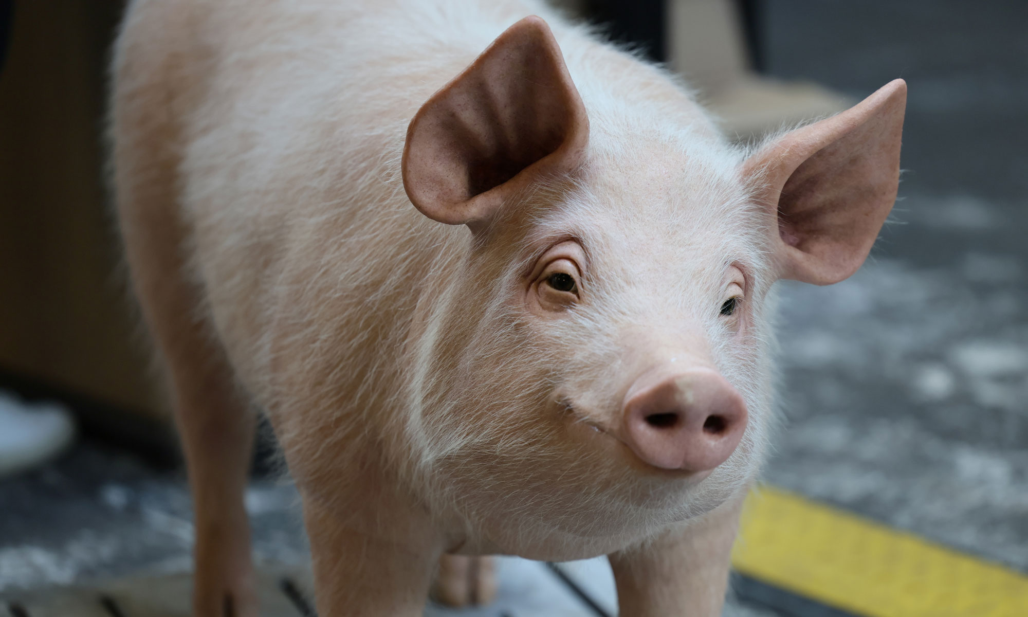 Greenpeace-Schwein auf der republica Berlin 2025