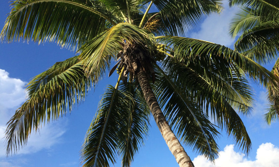 Palmen auf den Seychellen