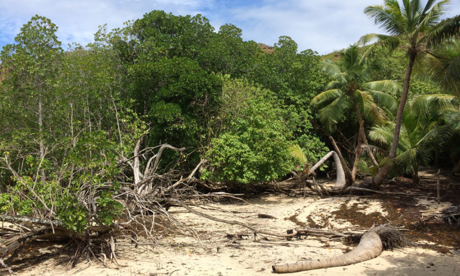 Mangrovenwälder auf Curieuse, Seychellen