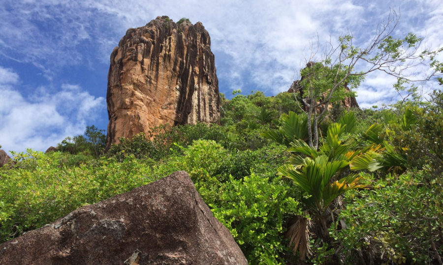 Mangrovenwälder auf Curieuse, Seychellen