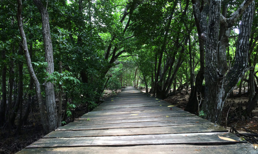Pfad durch die Mangrovenwälder auf Curieuse, Seychellen
