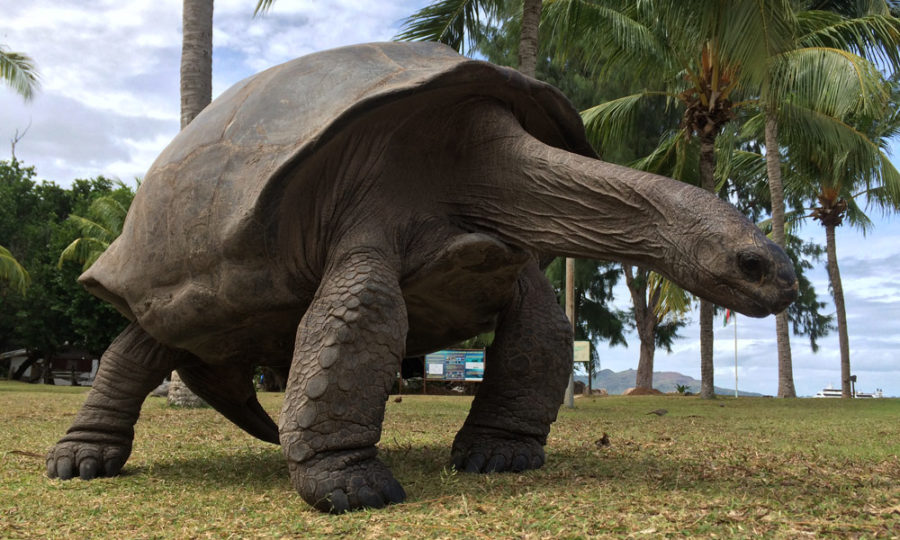 Riesenschildkröte auf Curieuse, Seychellen