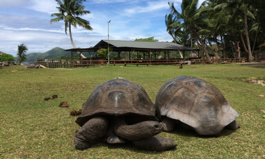 Riesenschildkröten auf Curieuse, Seychellen