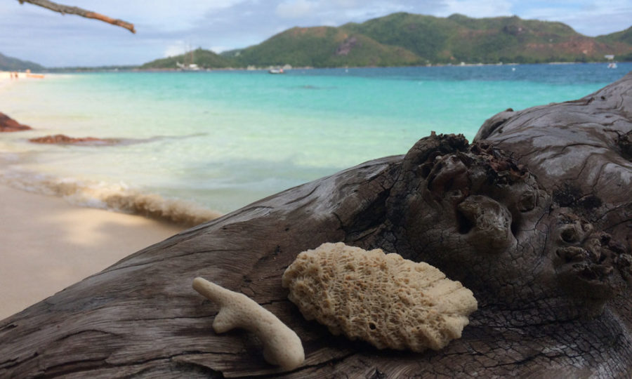 Strandgut auf Curieuse, Seychellen