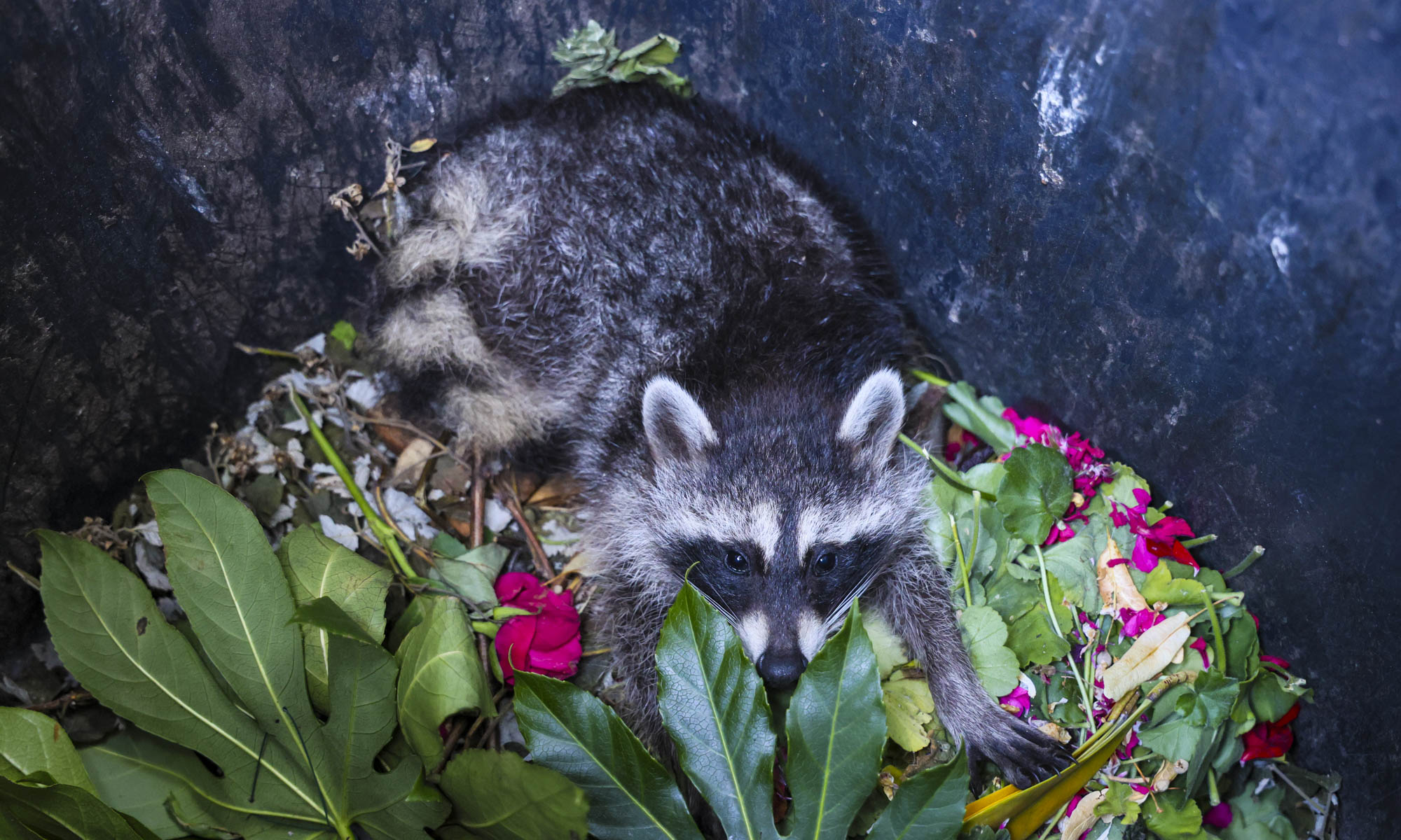 Junger Waschbär in Berlin, 2026