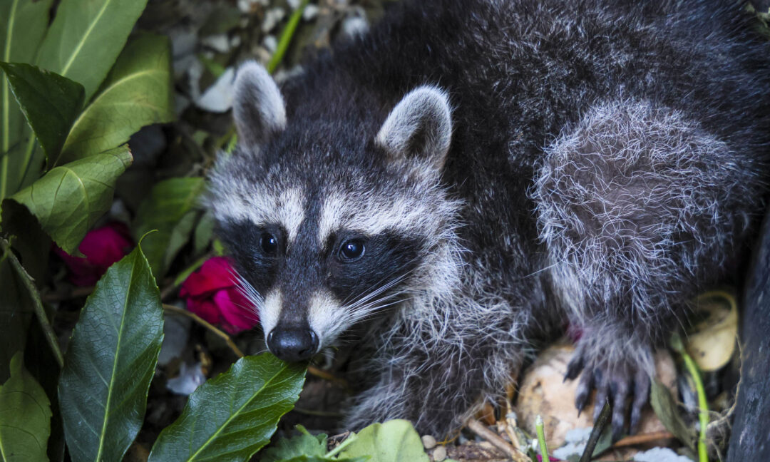 Junger Waschbär in Berlin, 2026