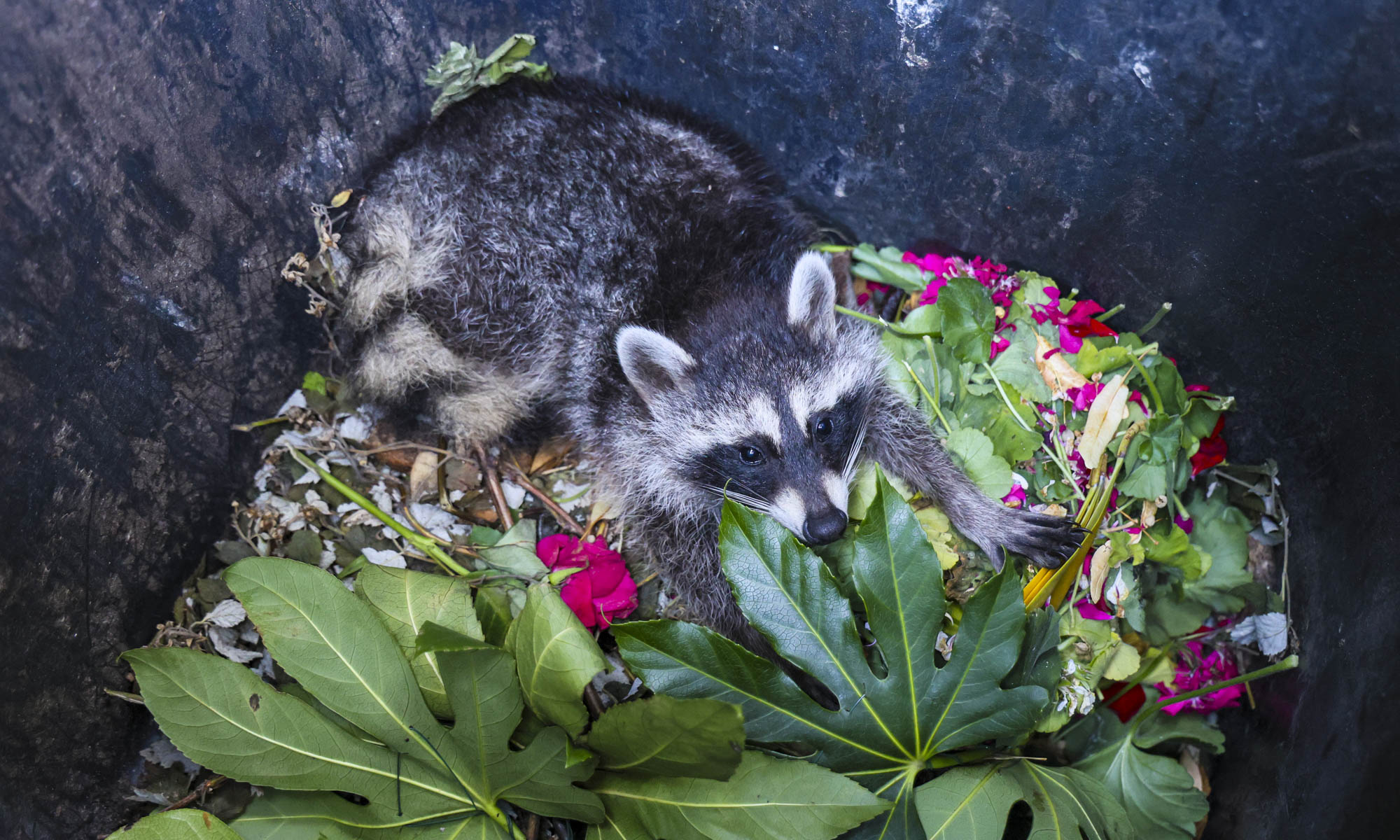 Junger Waschbär in Berlin, 2026